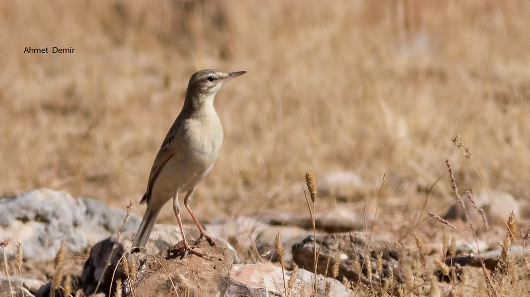 Tawny Pipit